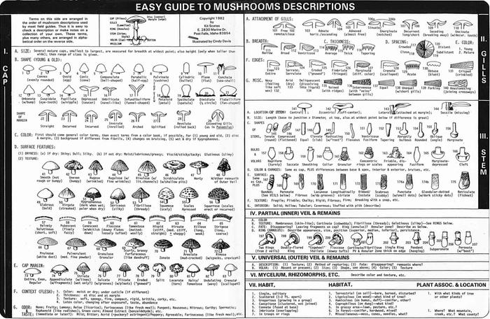 [Thumbnail for Mushroom-Identification-Chart.jpg]