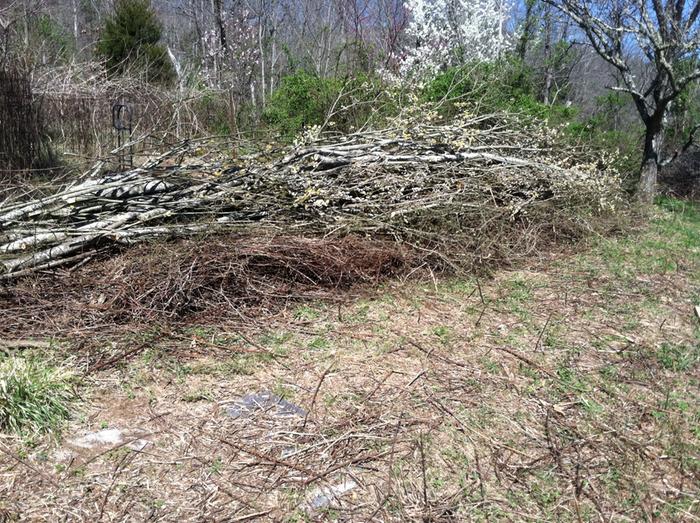 this is the pile of pussy willow that I started building