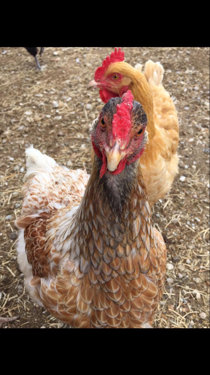 Blue laced red wyandotte