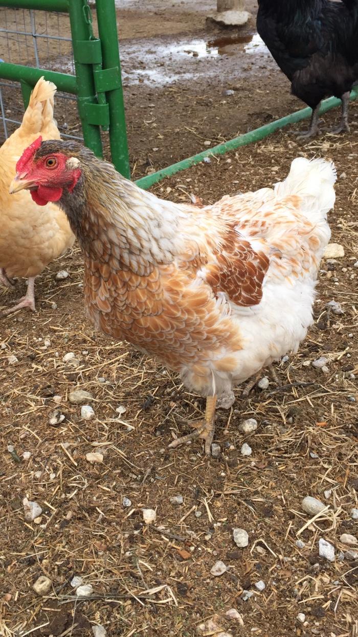 Blue laced red wyandotte - side view