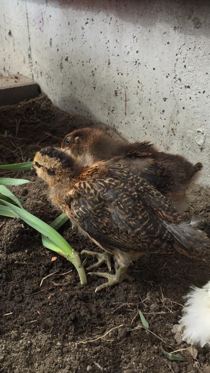partridge Cochin and amaricauna chicks