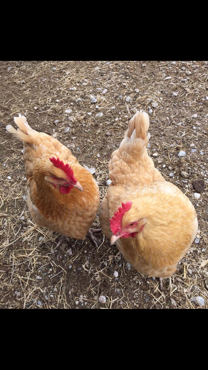 The Buff girls