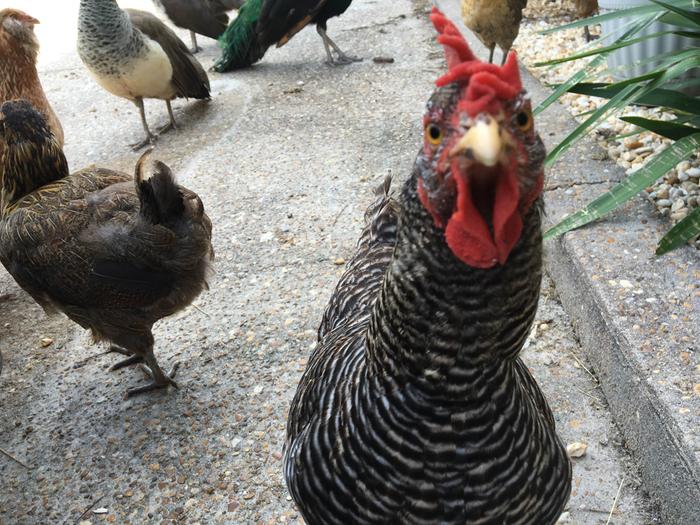 Barred Rock, Dos Cluqiues. Poor girl