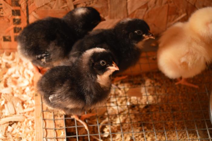 Barred Plymouth Rocks