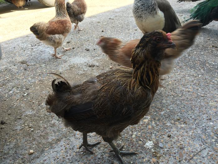 Easter Egger