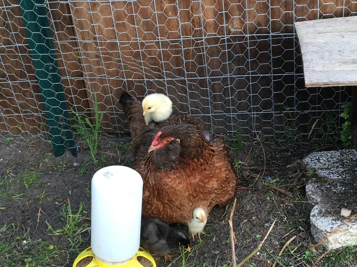 Easter Egger with chick topping