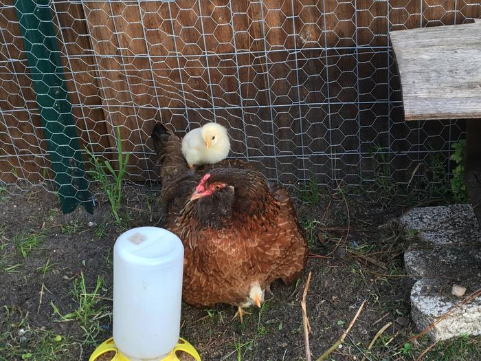 with chicks
