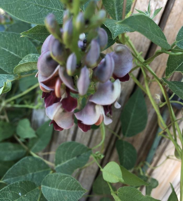 wild apios flower