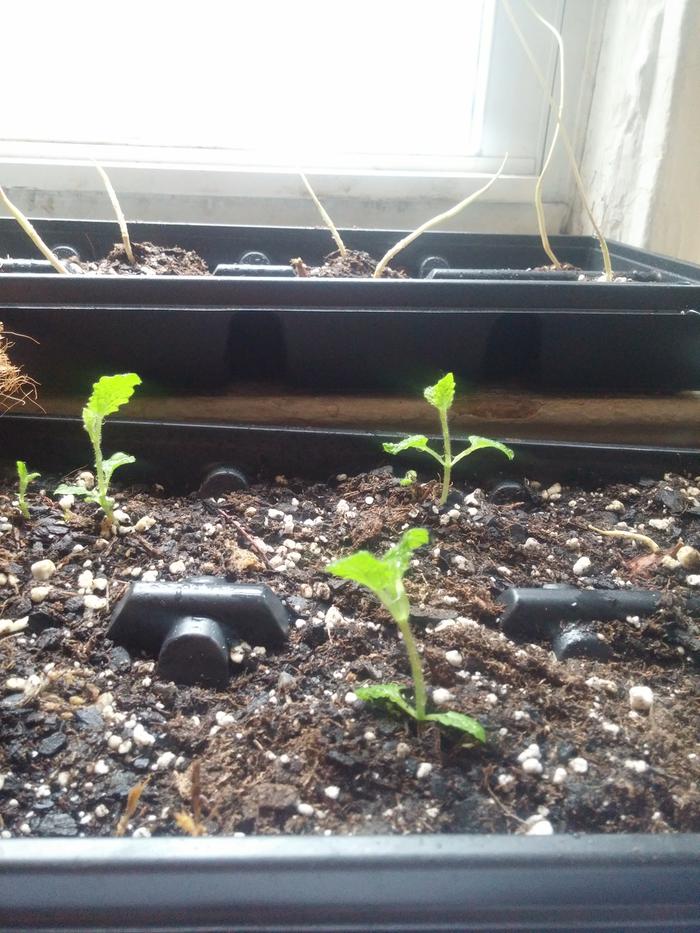 Crosnes and ground nuts sprouting in pots