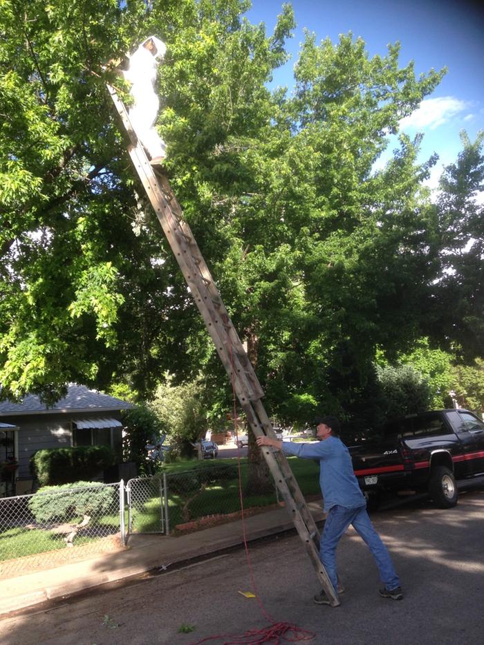 Me climbing to get a bee swarm out of the top of a maple tree