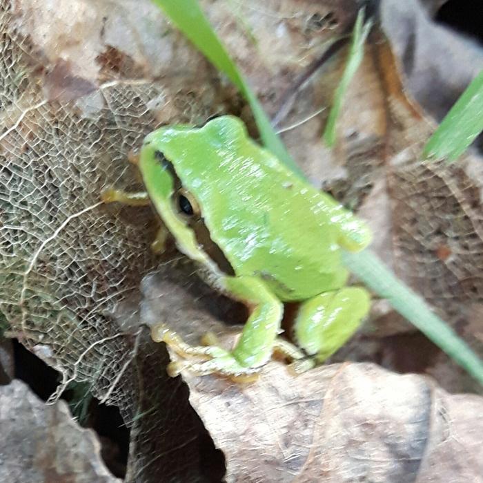 little green frog