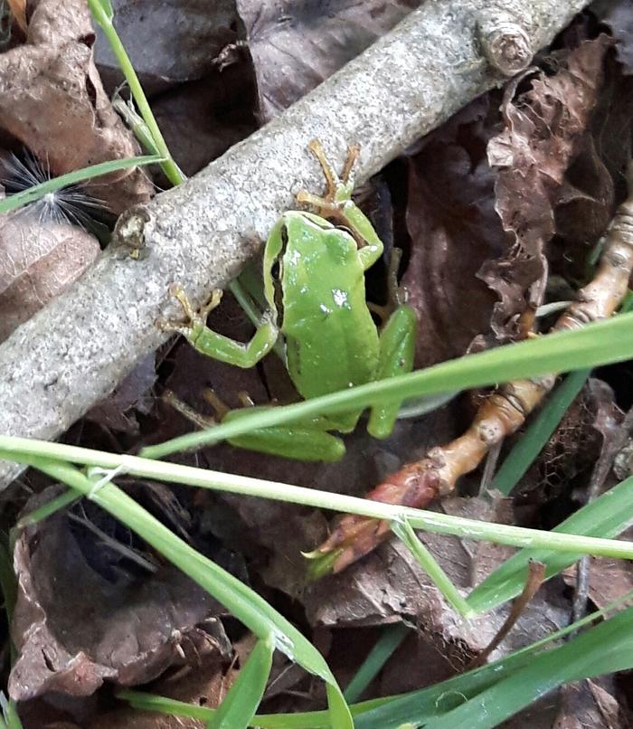 protecting frogs from lawnmowers