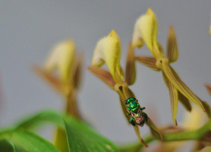 Mormodes_and_Euglossa orchid and fly