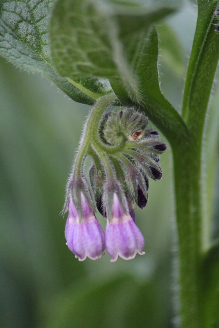 [Thumbnail for comfrey-flowers-unfurling-spring-permaculture.JPG]