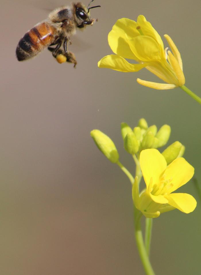 [Thumbnail for honey-bee-montana-wild-mustard.jpg]