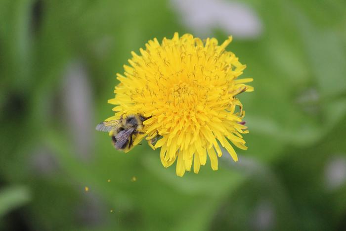 [Thumbnail for IMG_0987.JPG]