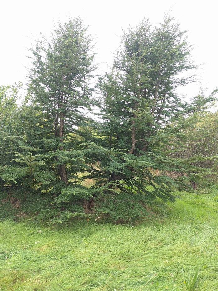 Nothofagus antarctica