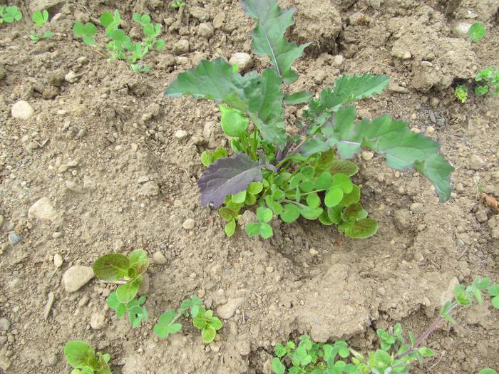 kale with companions