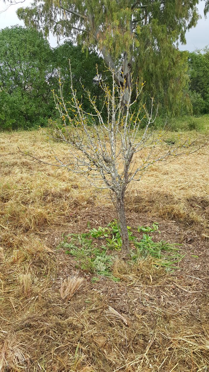 Unknown tee before the woodchip mulch but with green mulch