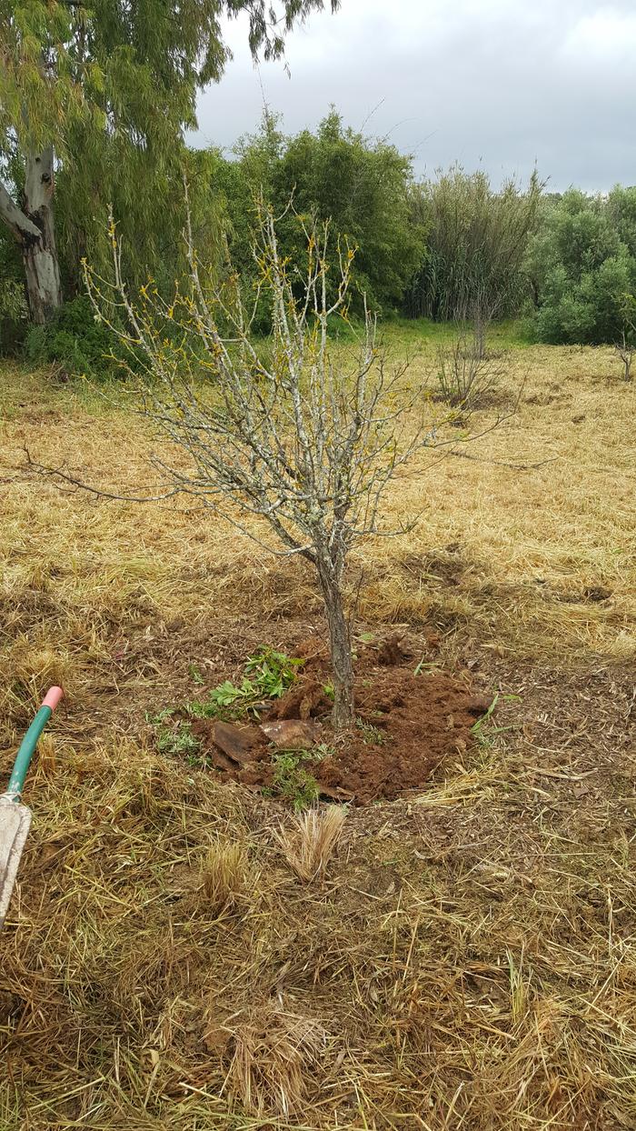 Tree with some rotten palm as mulch