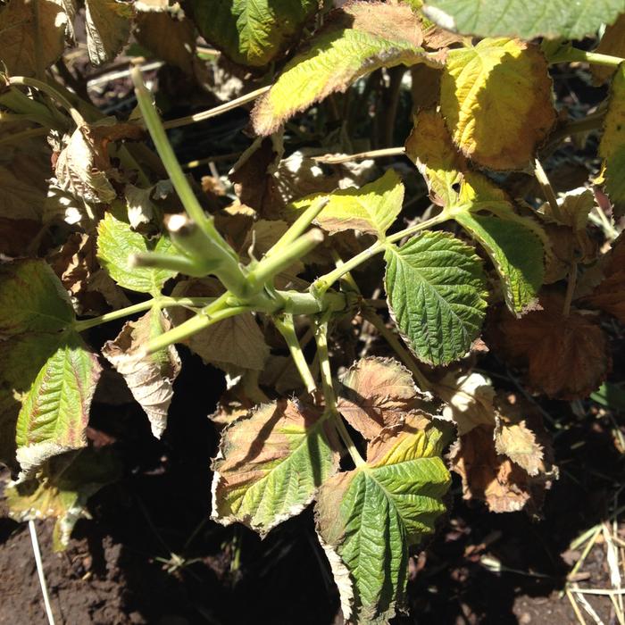 Yellow stems &amp; eaten off tops.