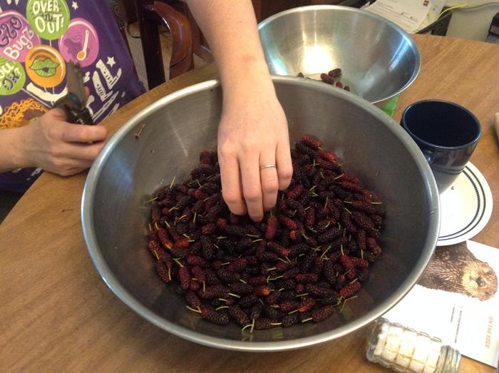 mulberries