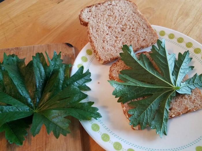 Checkermallow leaves raw used for a sandwich 