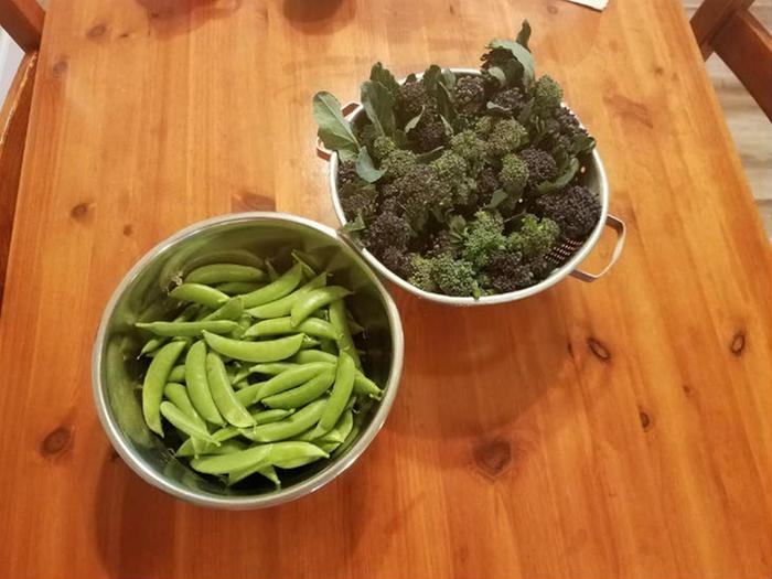 Snap peas and broccoli -- been harvesting a lot of these.