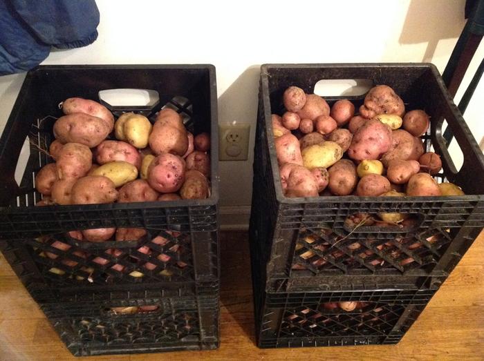 a few taters