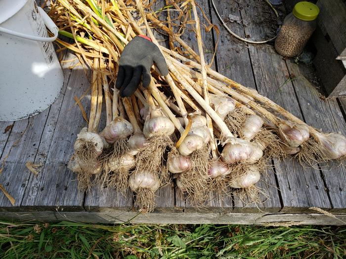 Fall garlic 5 summer harvest 2020