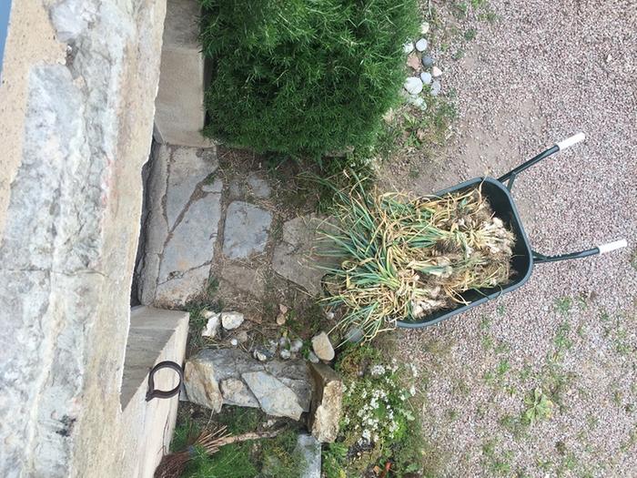 wheelbarrow garlic