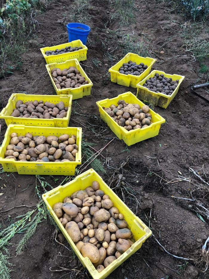 yummy taters!