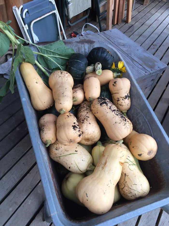 Butternut and some butter cup squash