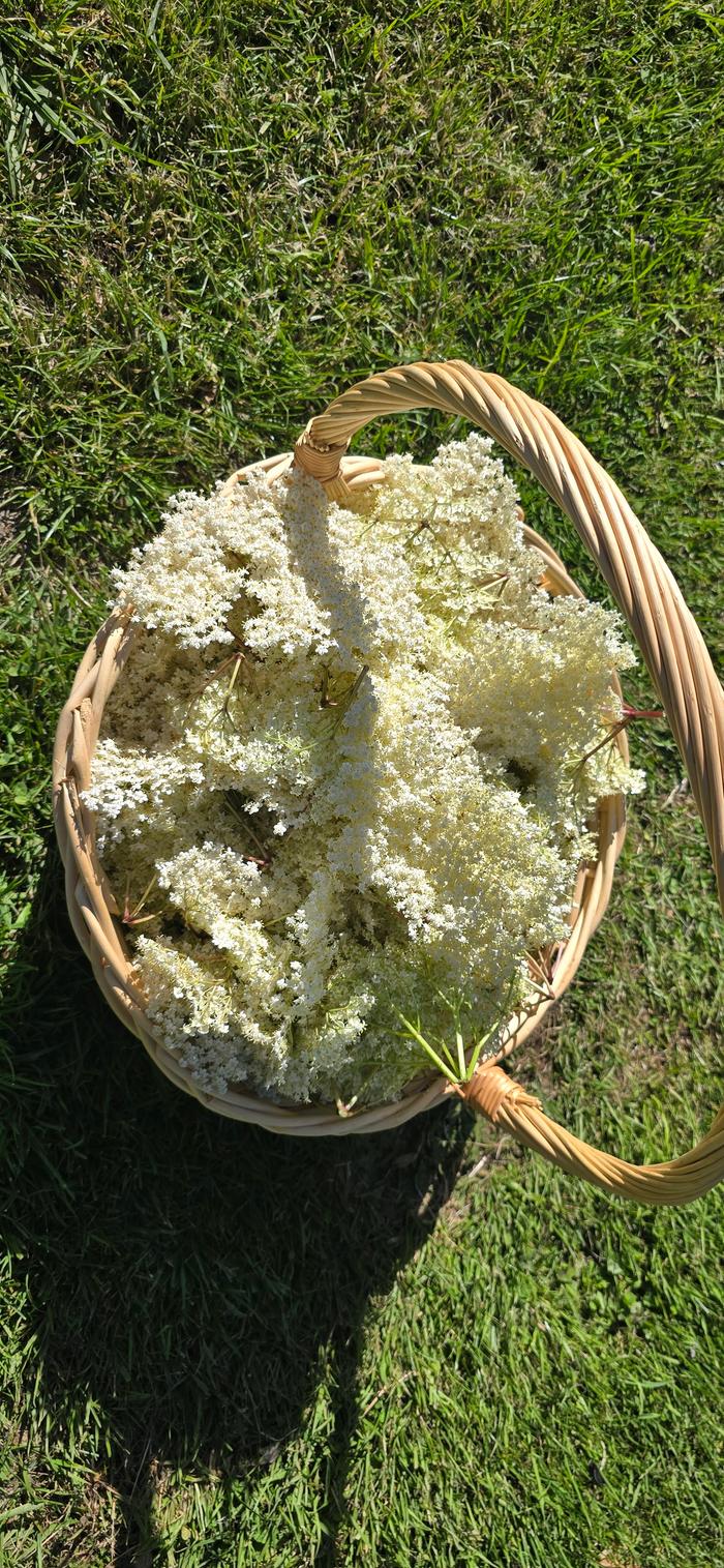 Elderflowers