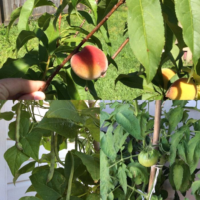 Peaches, Green Beans, Tomatoes