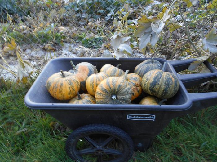 pumpkin harvest