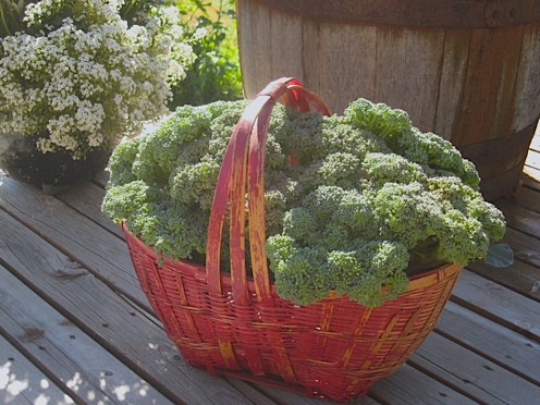 [Thumbnail for broccoli-in-basket.jpg]