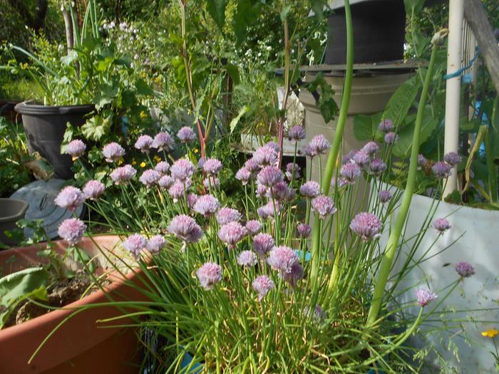 flowering chives