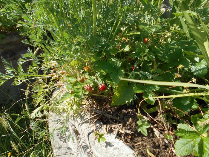 alpine strawberries