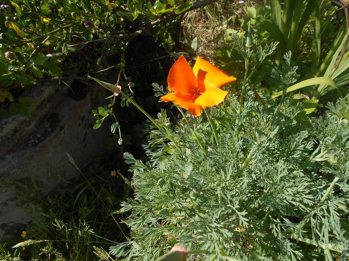 california poppies