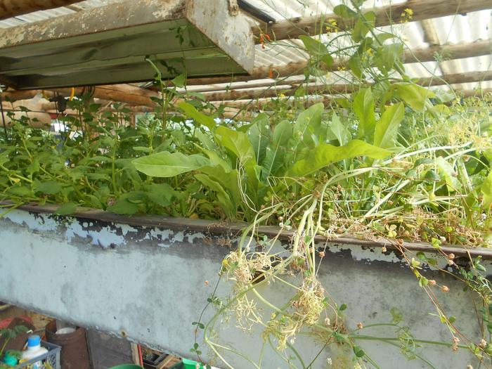 baby evning primrose with new zealand spinach