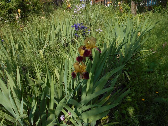 columbine with iris