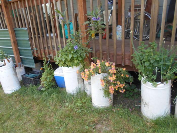 snapdragons with new zwaland nightshade