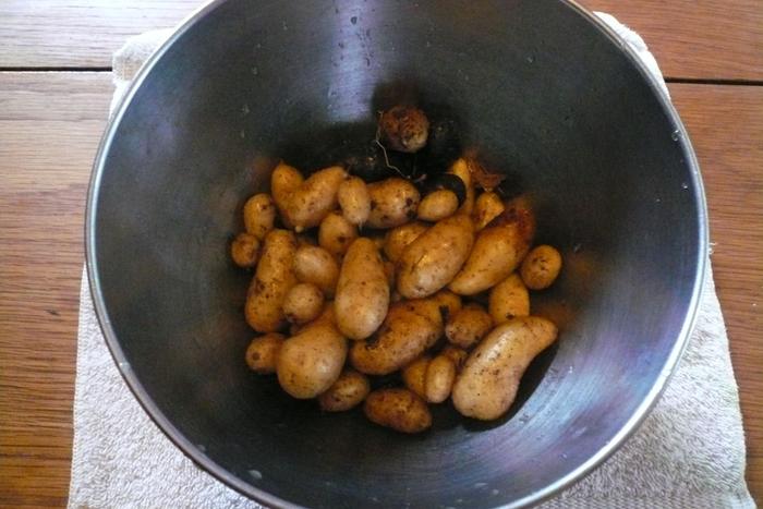 Harvested my first tater