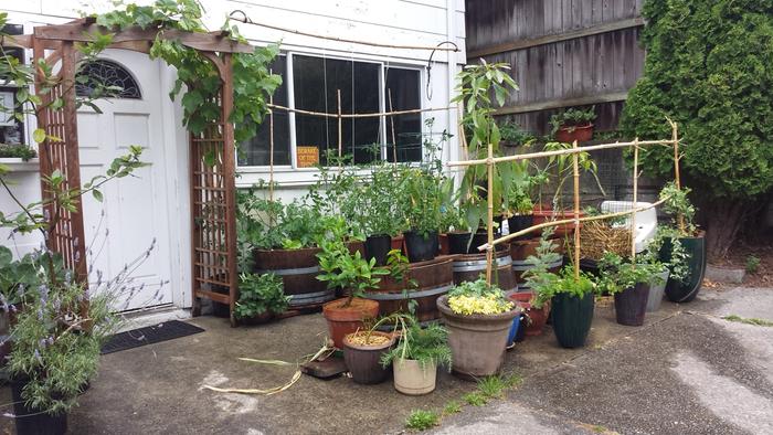 growing tomatoes in containers