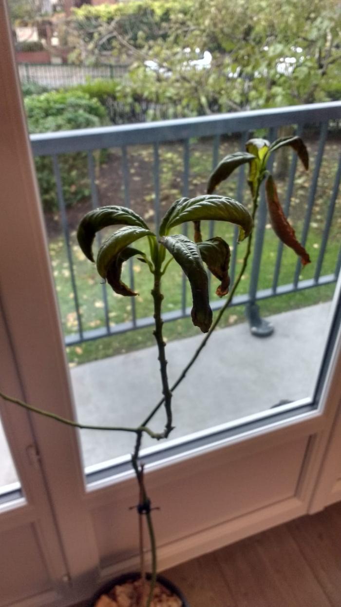 Leaves Closeup (Hass plant)