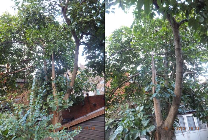 [Thumbnail for 16-01-2023-Damage-to-left-limb-on-near-tree.jpg]