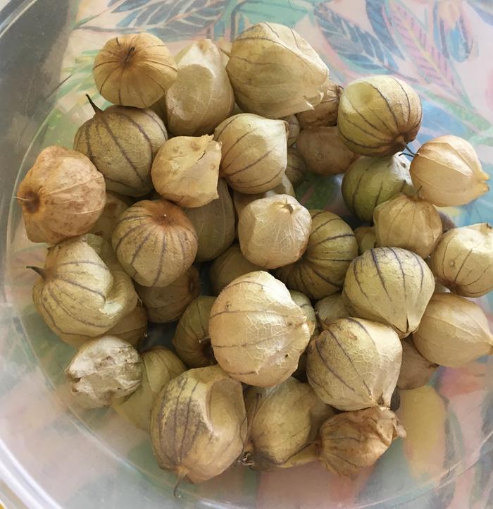 Tomatillos after 8 months on kitchen table