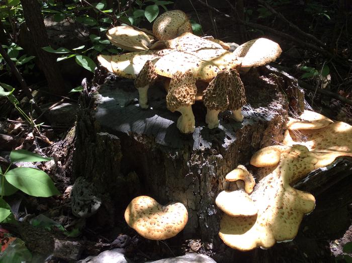 [Thumbnail for image.jpeg]