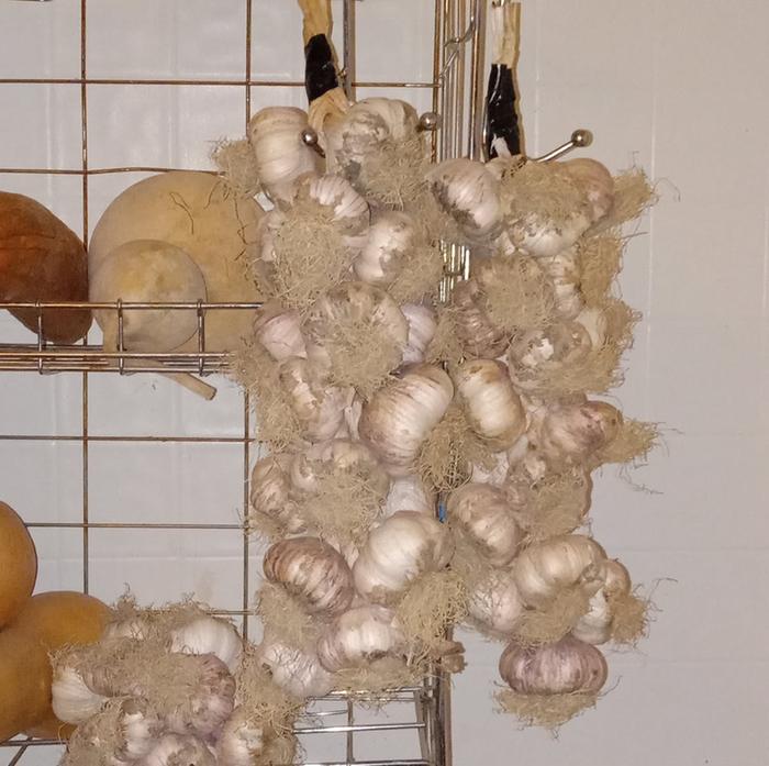Hardneck garlic braids